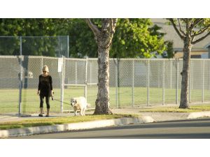 Article Tab: Linda Fatone walks her 10-year old Golden Retriever Bogey where a woman suffered cuts and stab wounds in what law enforcement officials described as random attack on a female jogger on the 3200 block of Bostonian in Rossmoor Tuesday night.